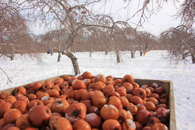 Ice Cider Apple Picking in Quebec - Best Season