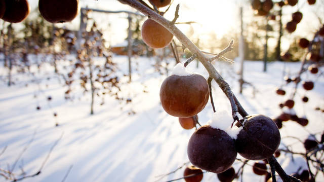 Ice Cider Apple Picking in Quebec - Best Time