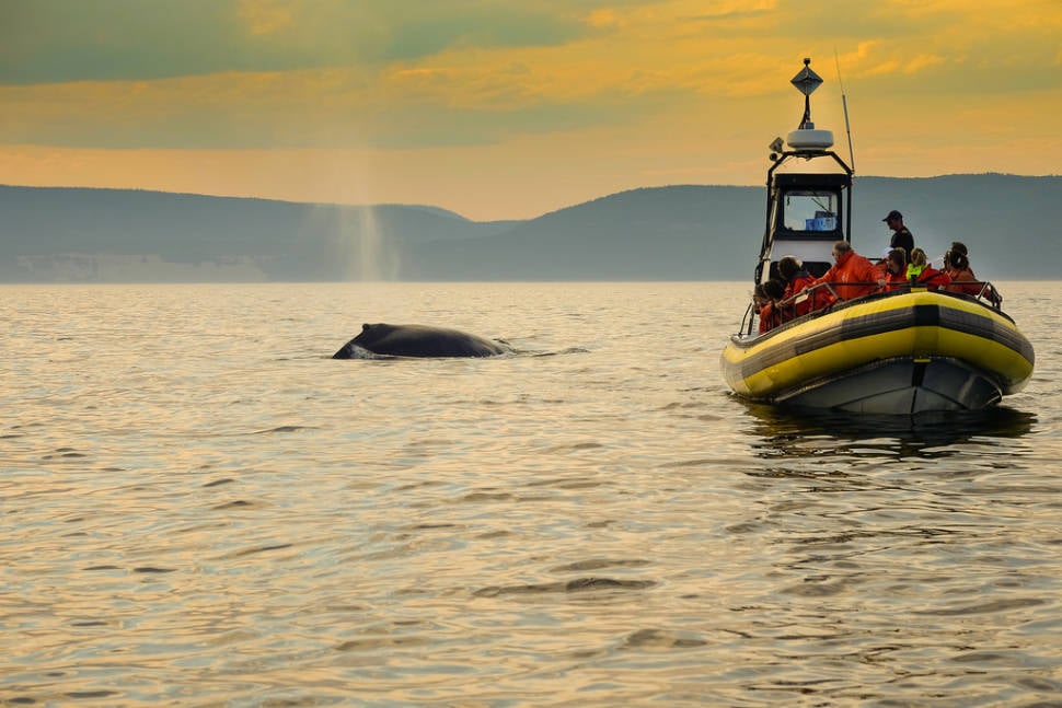 Whale watching at Tadoussac