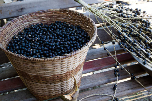Best time for Açaí Berry in Rio de Janeiro