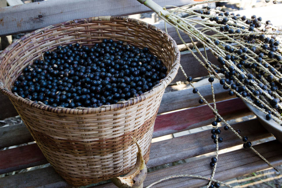 Best time for Açaí Berry in Rio de Janeiro
