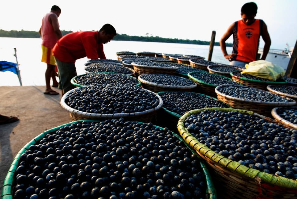 Açaí Berry in Rio de Janeiro - Best Time