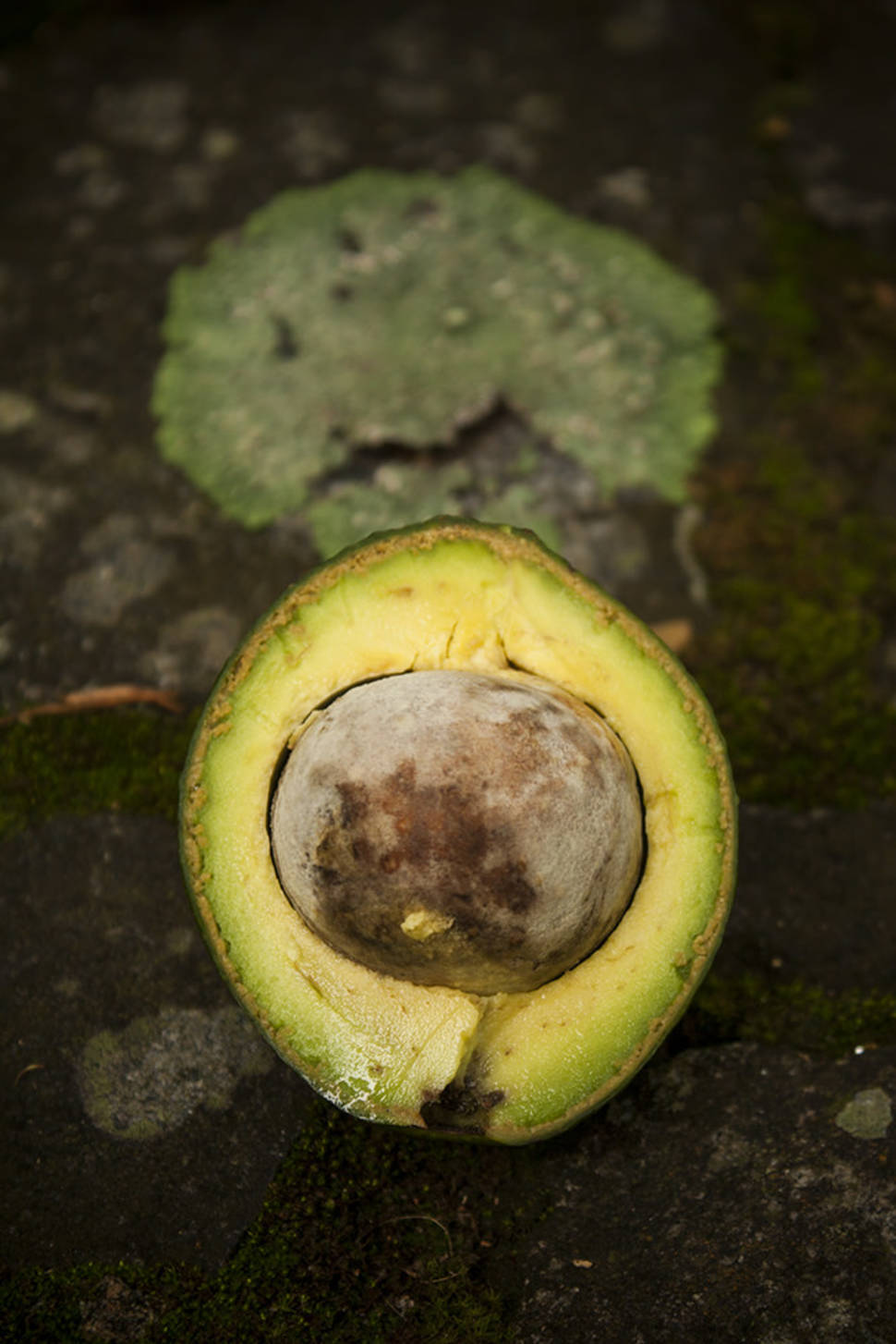 Avocado in Rio de Janeiro - Best Season