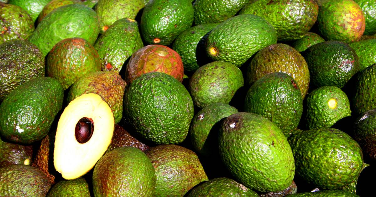 Avocado in Rio de Janeiro - Best Time