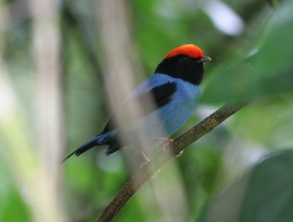 Blue Manakin Mating Dance Watching in Rio de Janeiro - Best Time