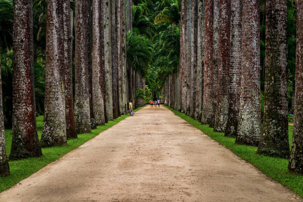 Botanical Garden or Jardim Botânico in Rio de Janeiro - Best Season