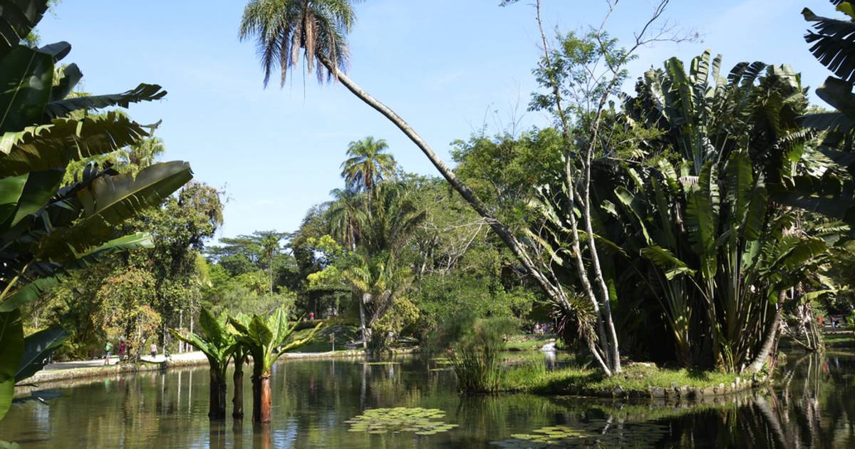 Botanical Garden or Jardim Botânico in Rio de Janeiro - Best Time