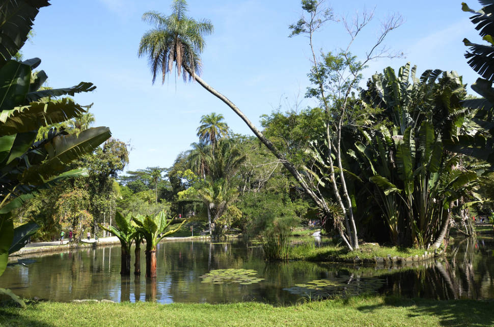 Botanical Garden or Jardim Botânico in Rio de Janeiro - Best Time