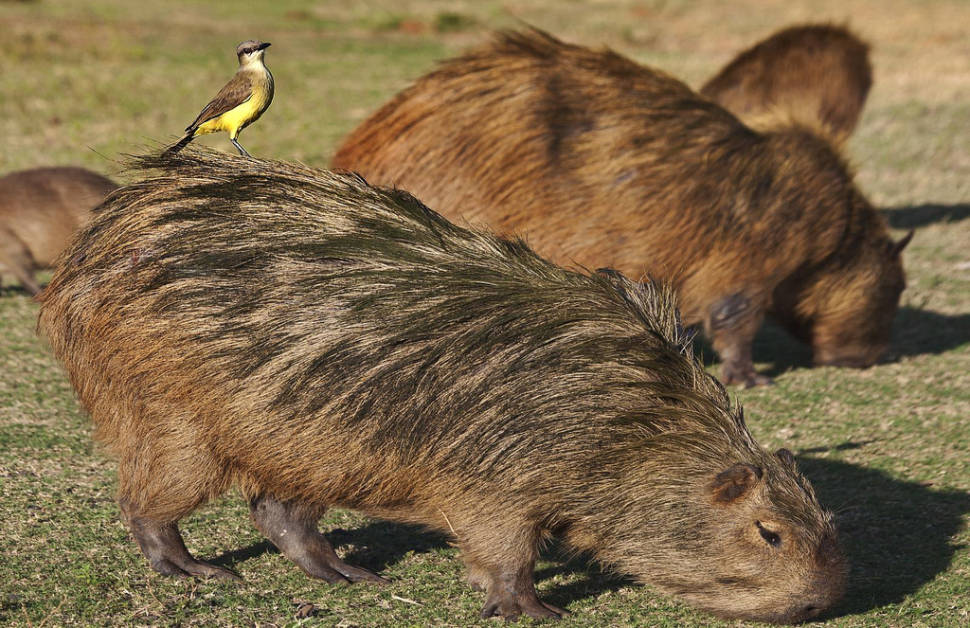 Capybara Watching (Breeding Season) in Rio de Janeiro - Best Season