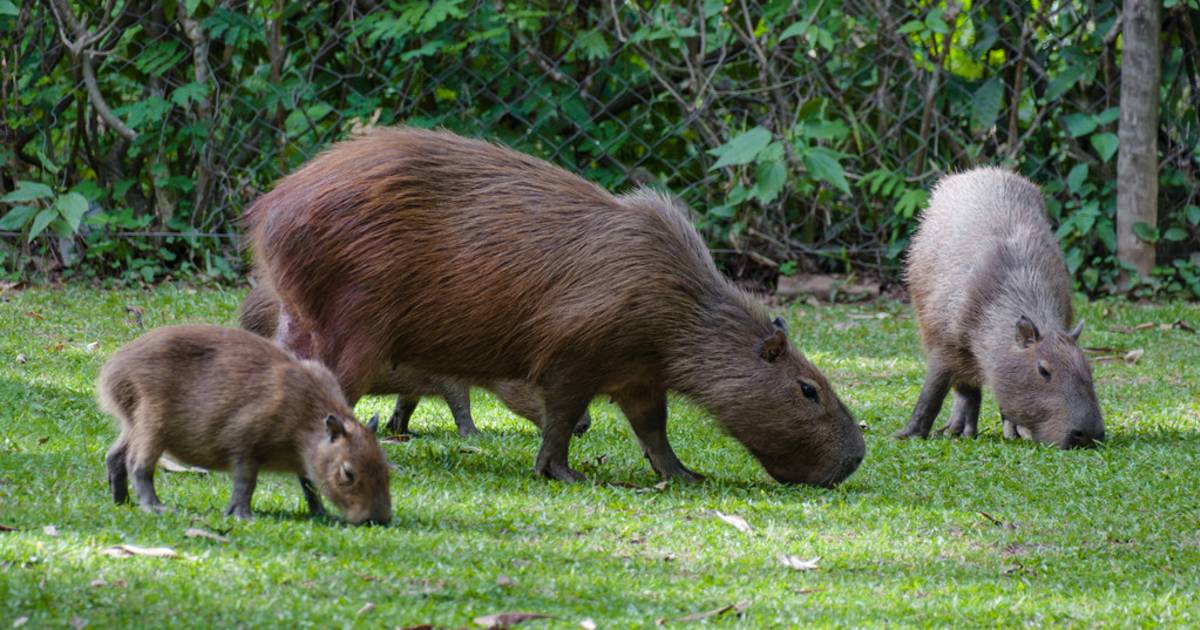 Capybara Watching (Breeding Season) in Rio de Janeiro - Best Time