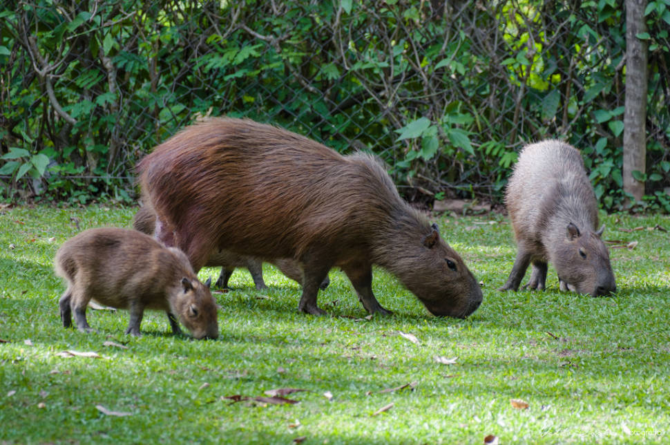 Capybara Watching (Breeding Season) in Rio de Janeiro - Best Time