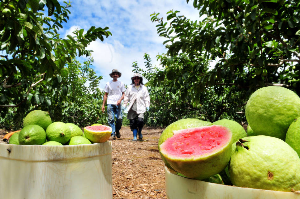 Best time for Guava or Goiaba in Rio de Janeiro