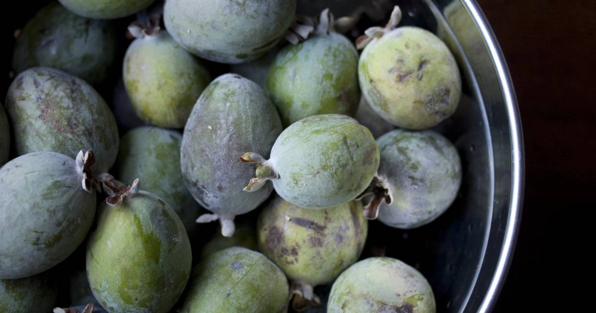 Guava or Goiaba in Rio de Janeiro - Best Time