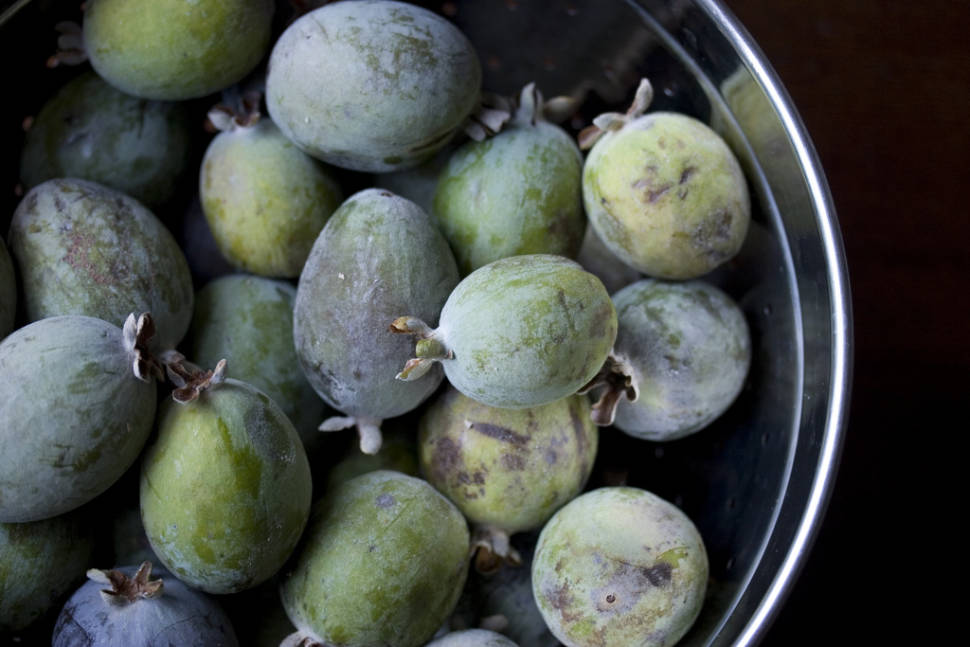 Guava or Goiaba in Rio de Janeiro - Best Time
