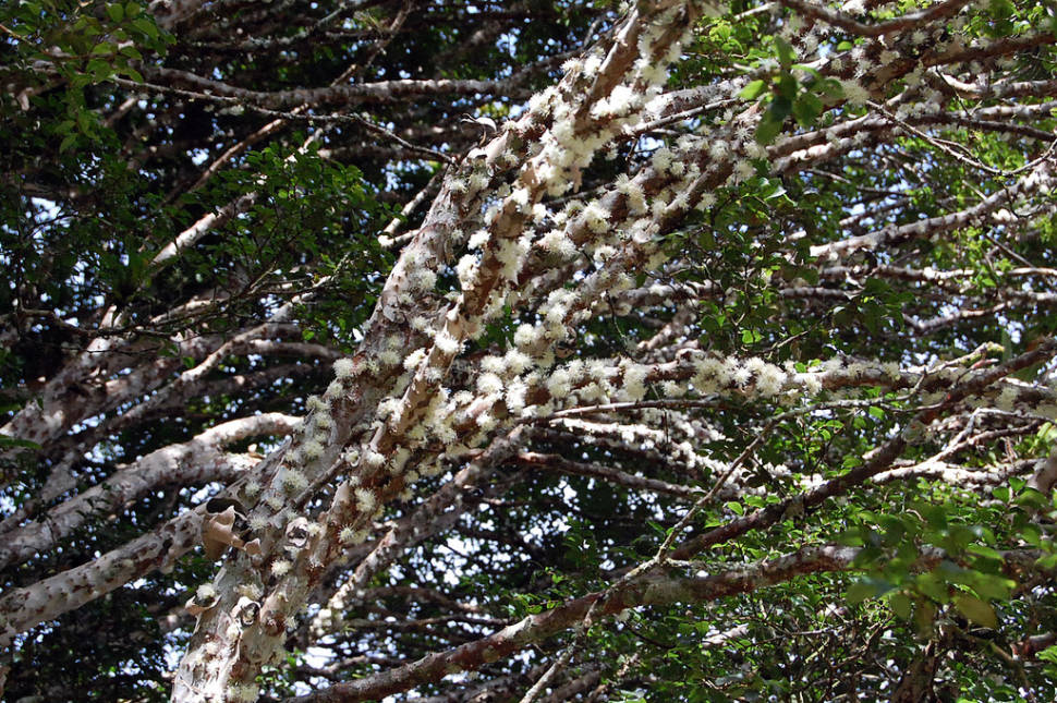 Jaboticaba blooming