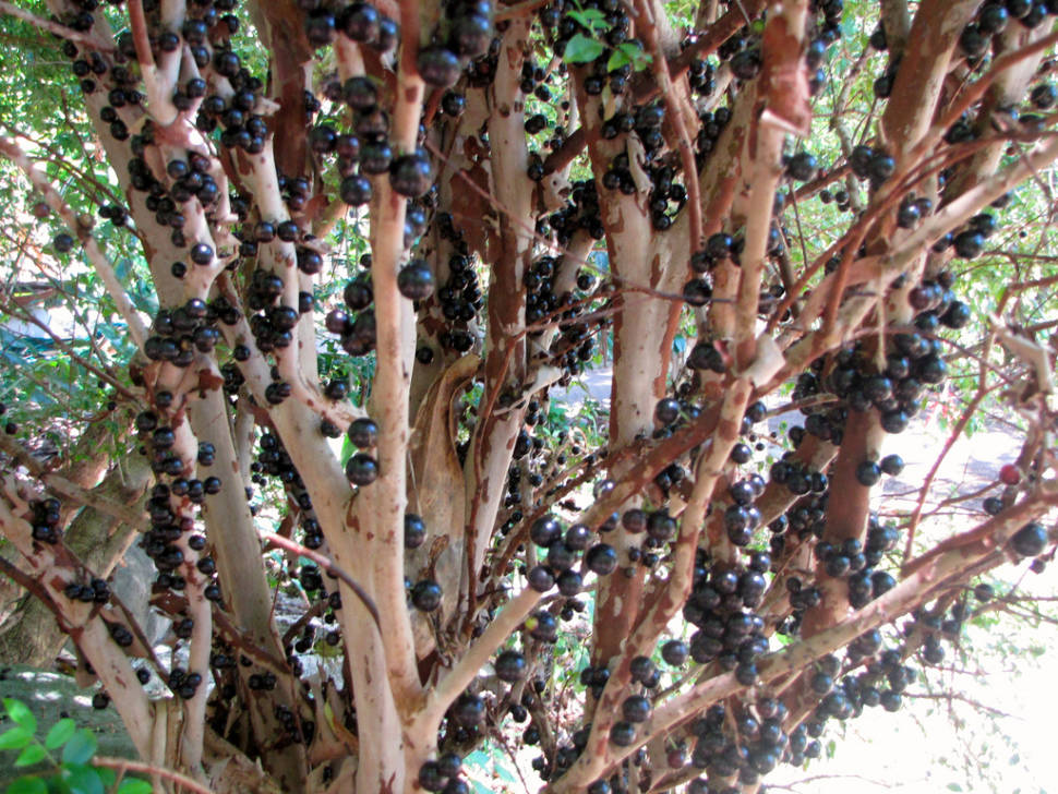 Jaboticaba in Rio de Janeiro - Best Season