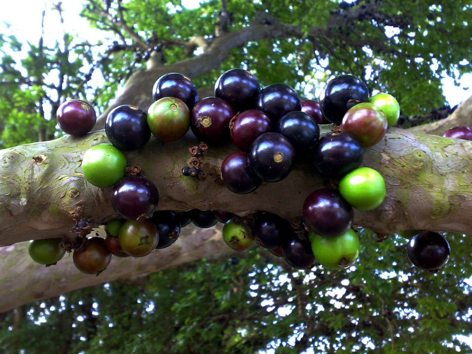 Jaboticaba in Rio de Janeiro - Best Time