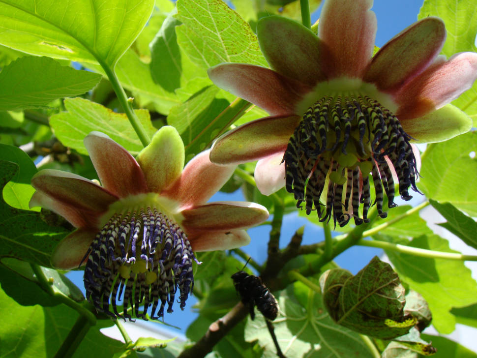 Passionfruit or Maracujá in Rio de Janeiro - Best Season