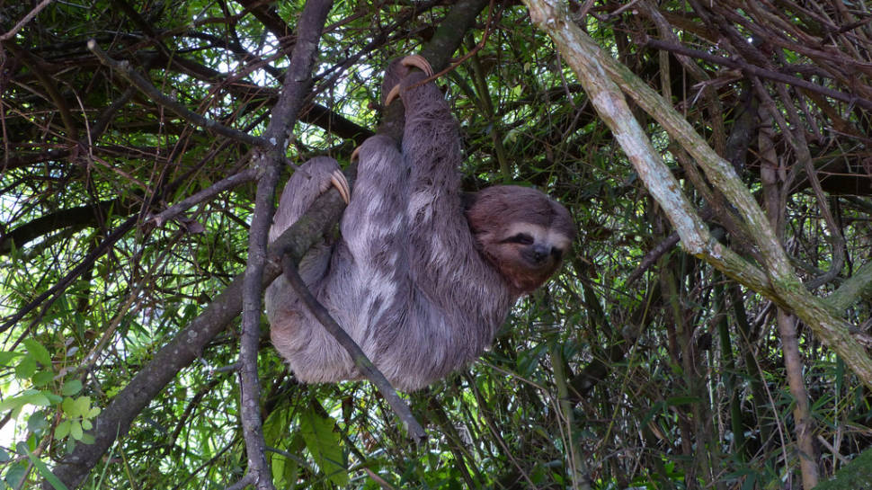 Three-Toed Sloth Mating Season in Rio de Janeiro - Best Season