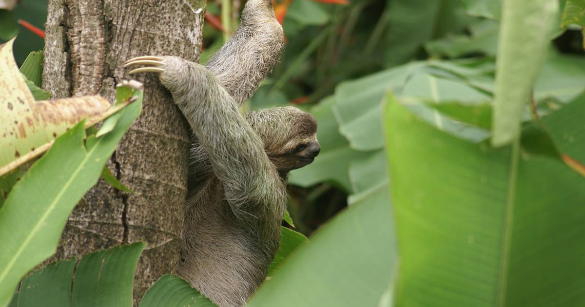 Three-Toed Sloth Mating Season in Rio de Janeiro - Best Time