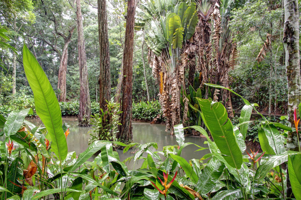 Tijuca Forest in Rio de Janeiro - Best Season