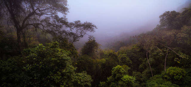 Best time to see Tijuca Forest in Rio de Janeiro