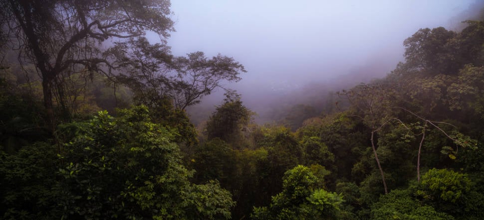 Best time to see Tijuca Forest in Rio de Janeiro