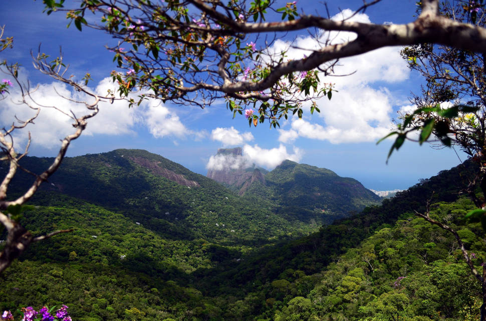 Tijuca Forest in Rio de Janeiro - Best Time