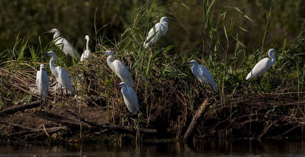 Great White Egrets of the Danube Delta