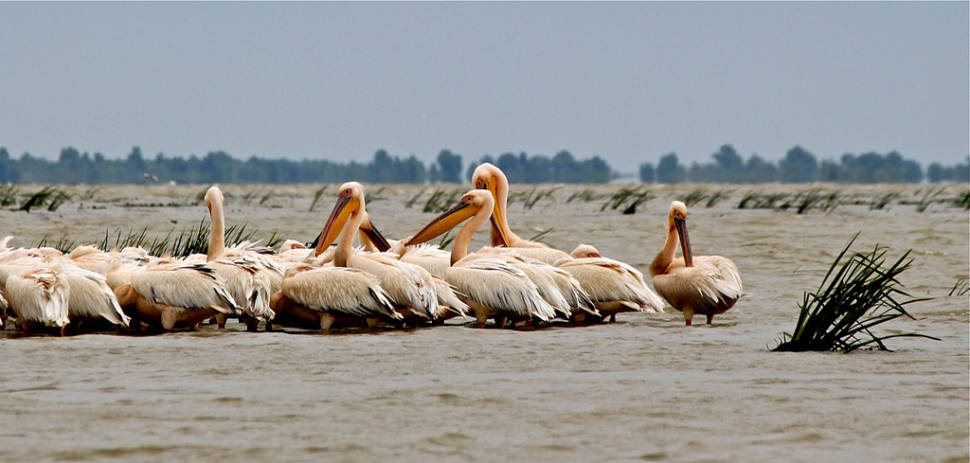 White Pelicans