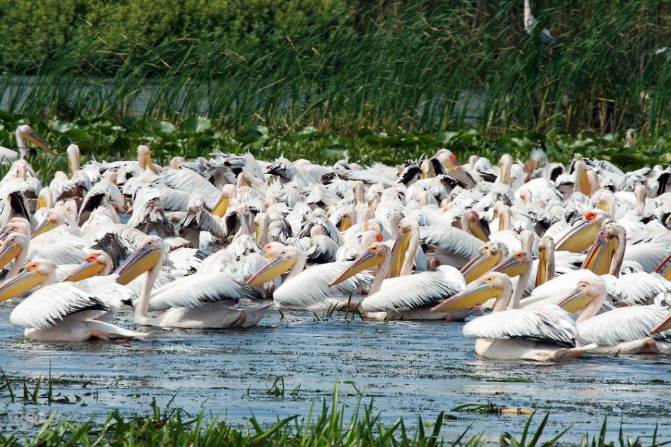 White Pelicans