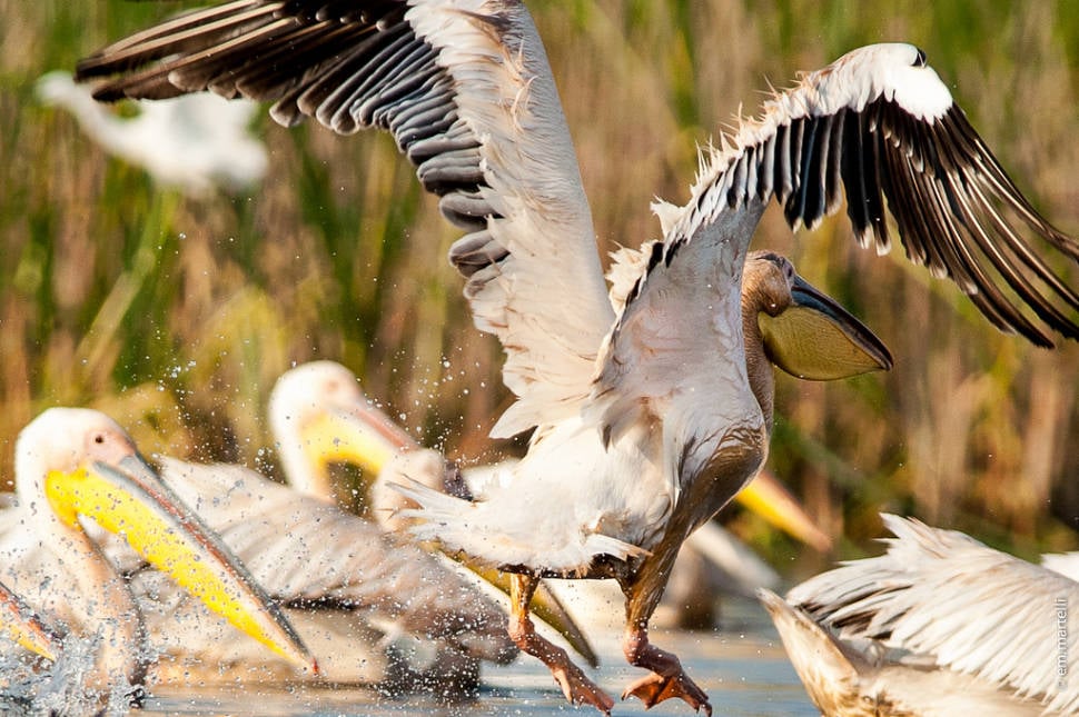 Great white pelican