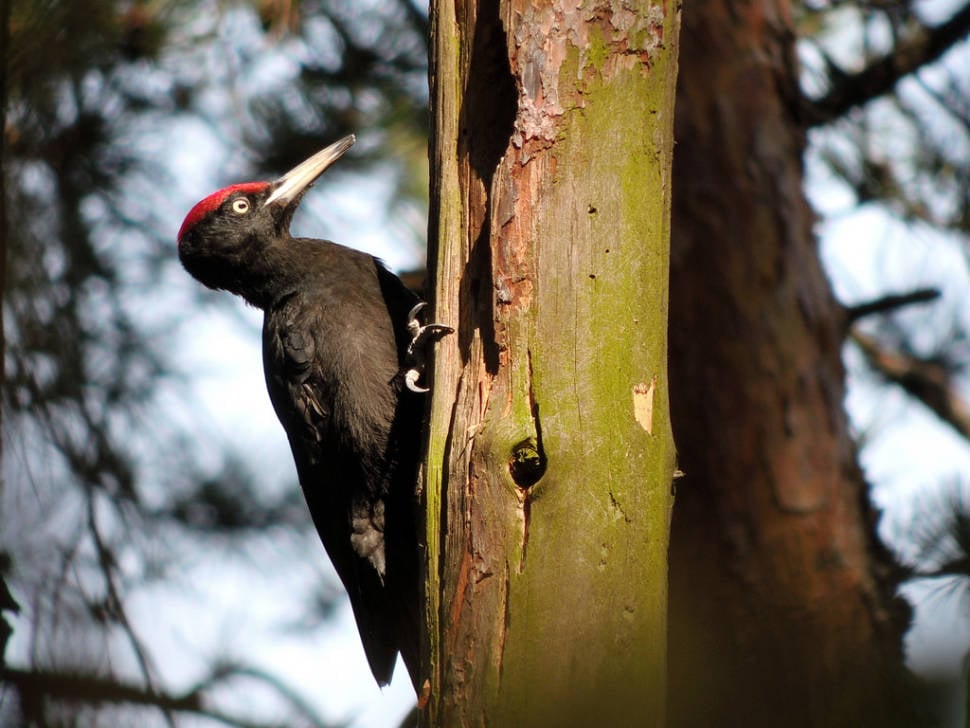 Black Woodpecker