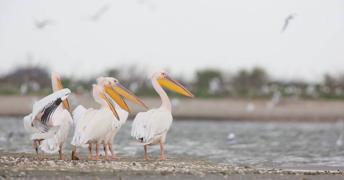 Birdwatching in Romania - Best Time