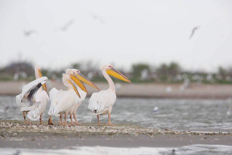 Birdwatching in Romania - Best Time