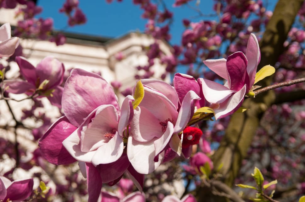 Magnolias in Bucharest in Romania - Best Season