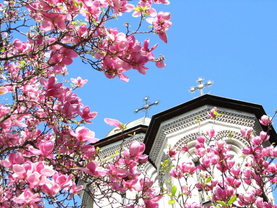 Best time to see Magnolias in Bucharest in Romania