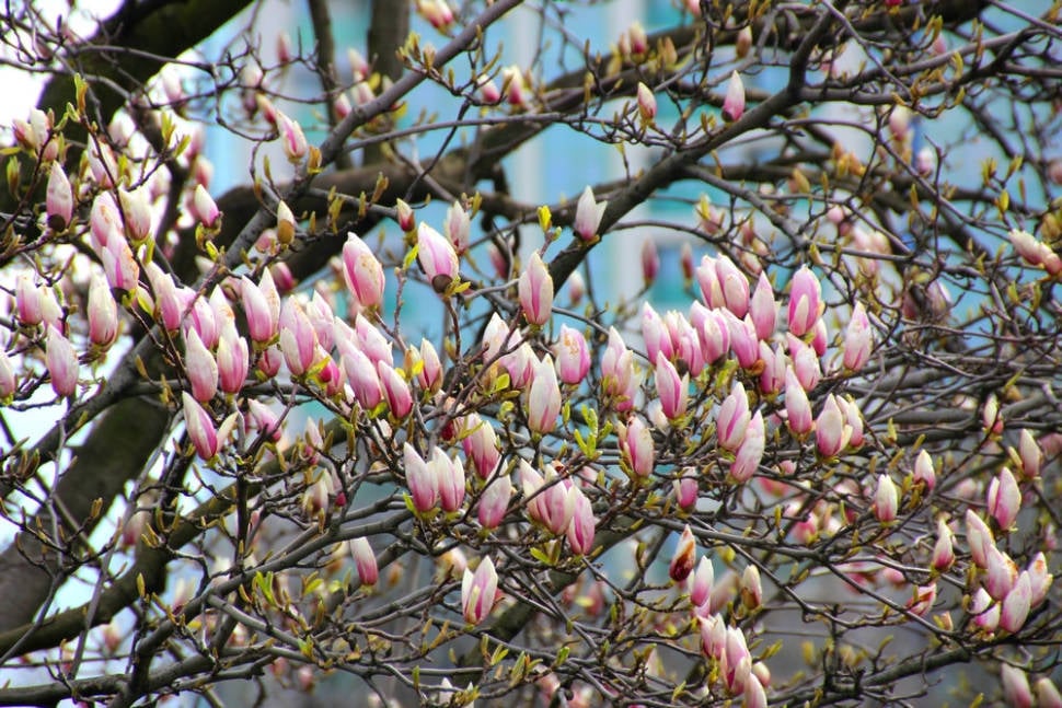 Magnolias in Bucharest in Romania - Best Time