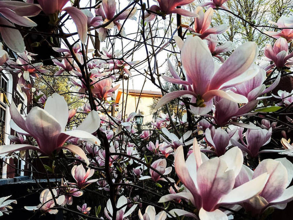 Best time for Magnolias in Bucharest in Romania