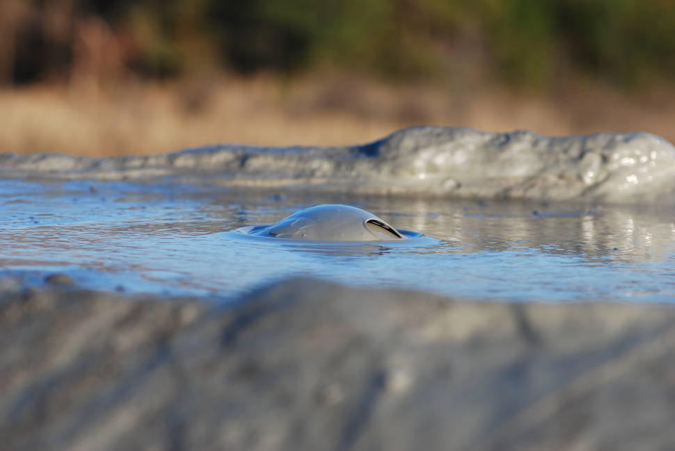 Best time for Mud Volcanoes in Romania