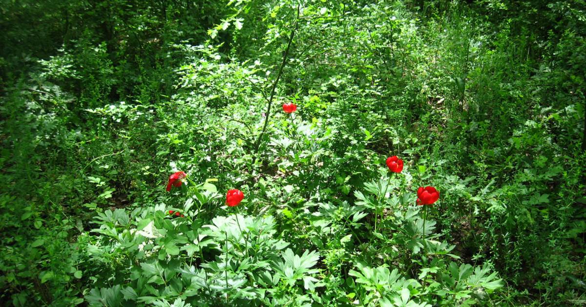 Peonies in the Comana Forest in Romania - Best Time