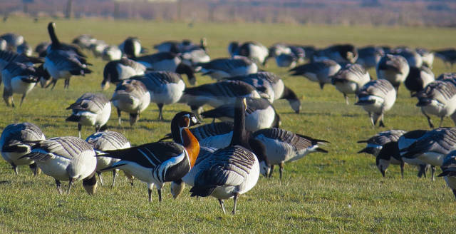 Best time for Red-Breasted Goose in Romania
