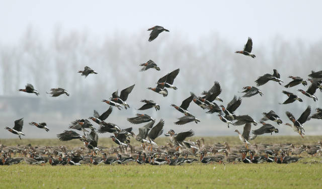 Red-Breasted Goose in Romania - Best Time