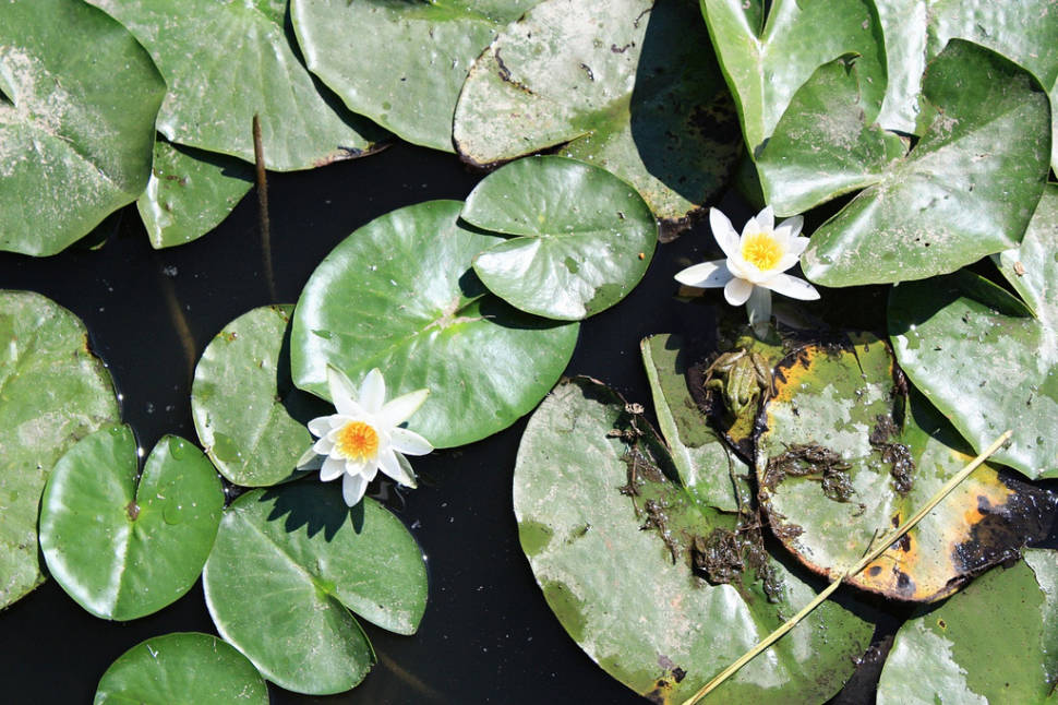 Water Lilies in Romania - Best Season