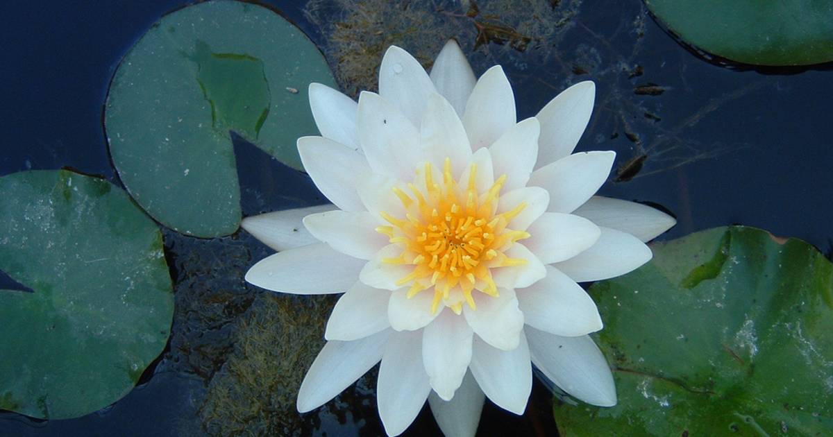 Water Lilies in Romania - Best Time