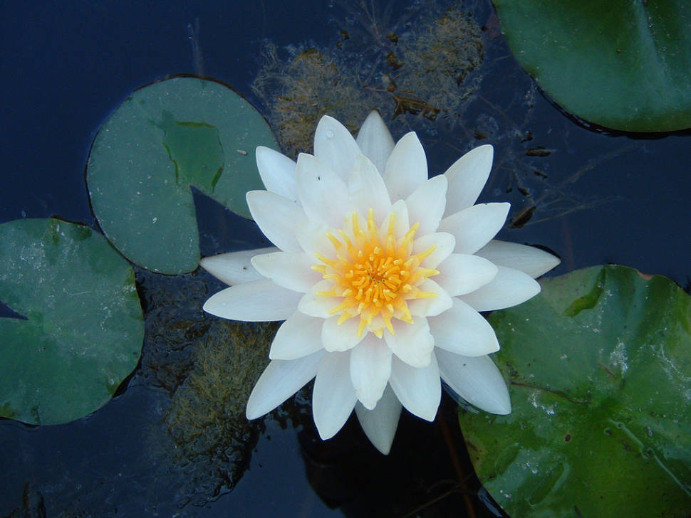 Water Lilies in Romania - Best Time
