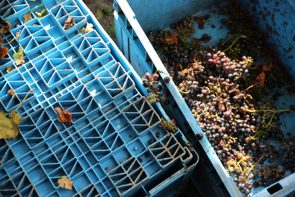 Best time for Wine Season in Romania