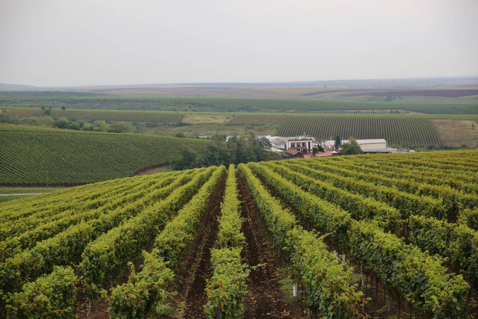 Wine Season in Romania - Best Season