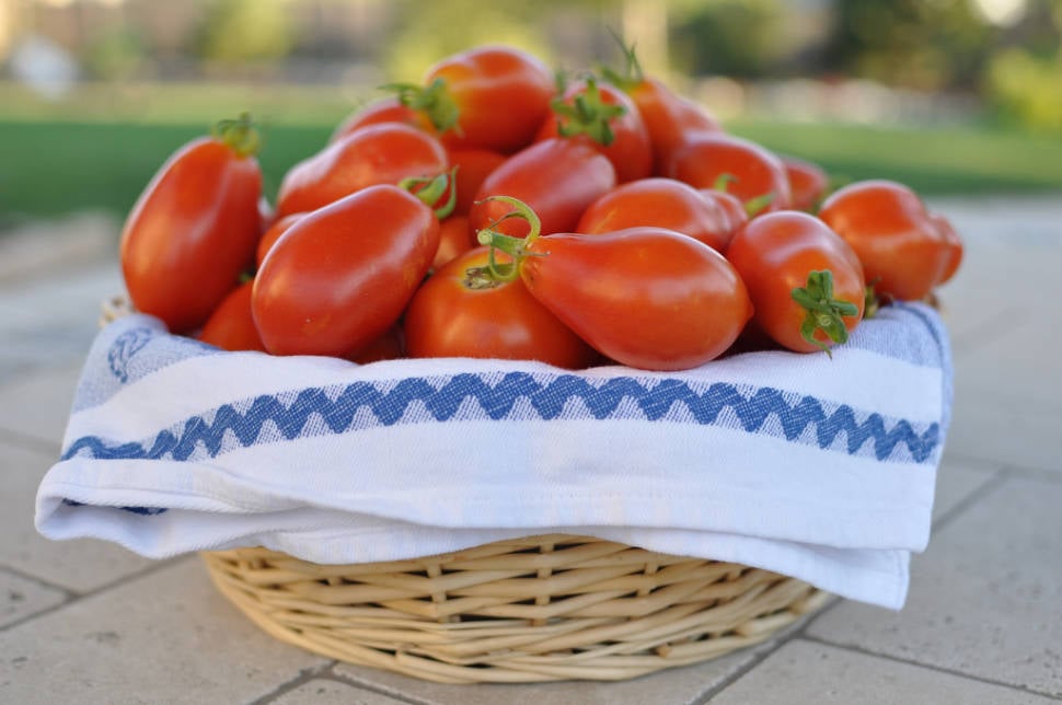 Roma Tomatoes in Rome - Best Time