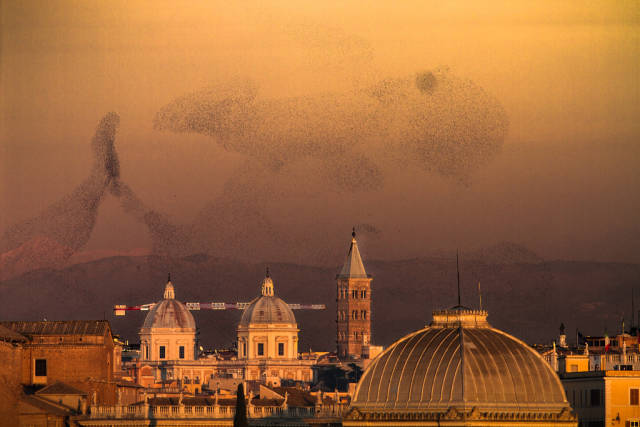 Starling Murmuration in Rome - Best Season
